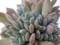 /album/moja-zbierka/echeveria1-jpg1/